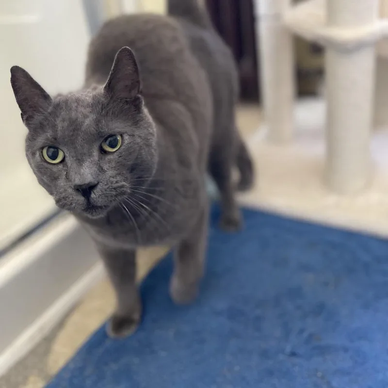 French Tl thumbnail 2