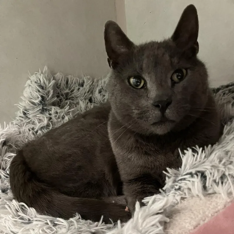 French Tl thumbnail 3