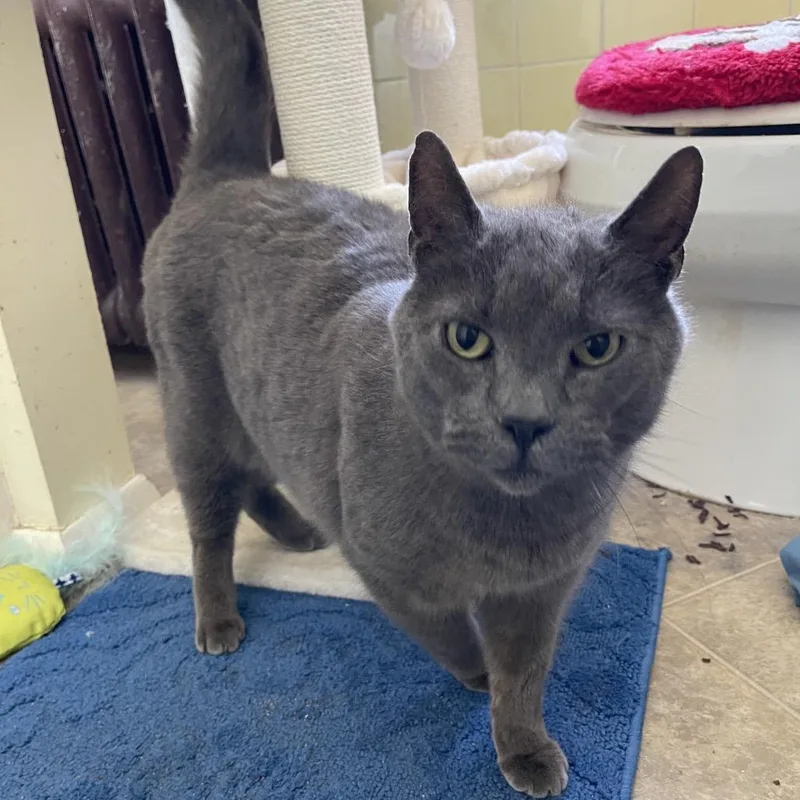 French Tl thumbnail 4