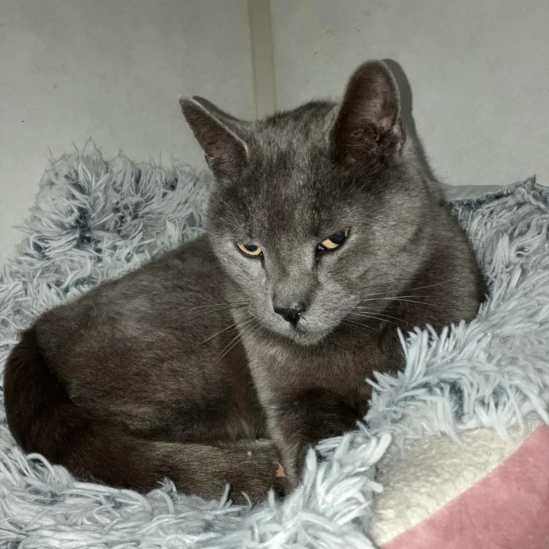 French Tl thumbnail 5