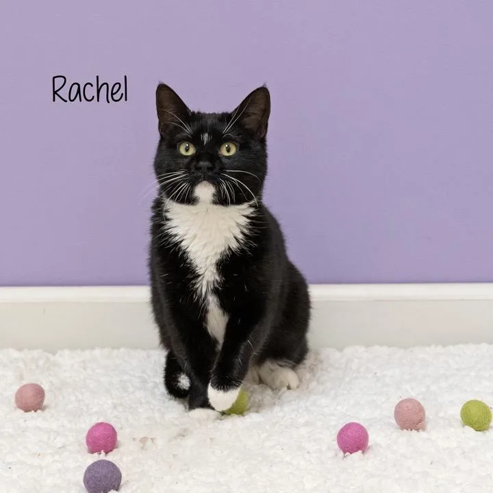 Rachel thumbnail 4