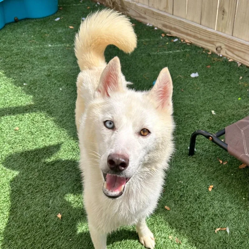 Klondike thumbnail 3