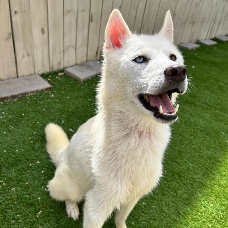 Klondike thumbnail 4