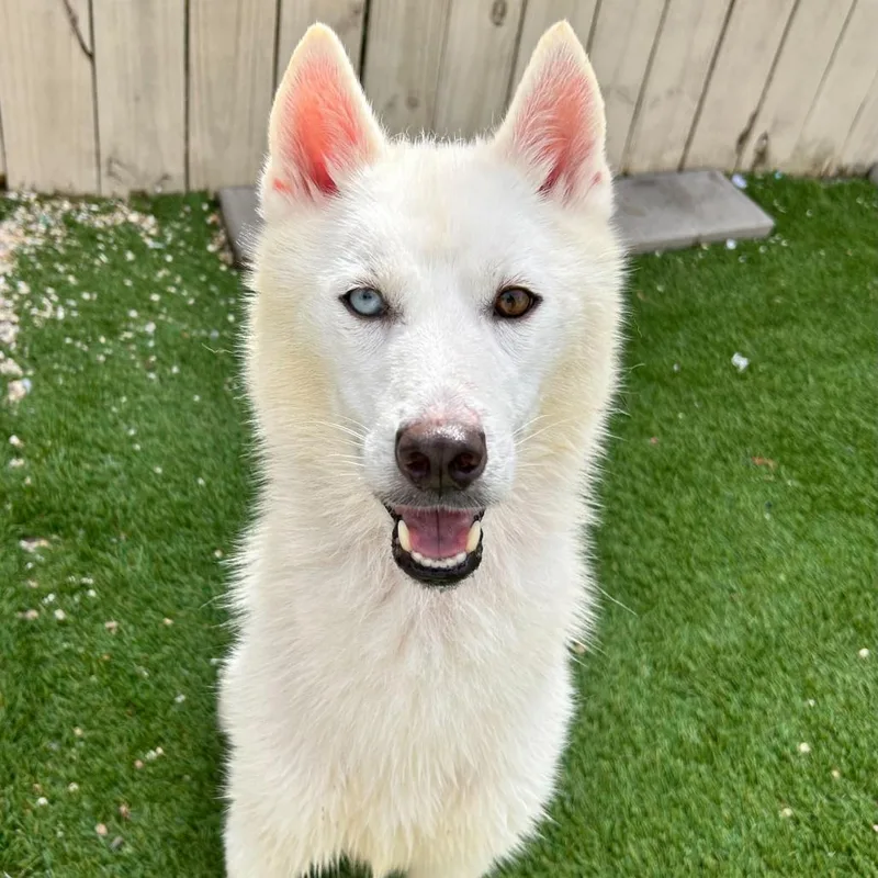 Klondike thumbnail 6