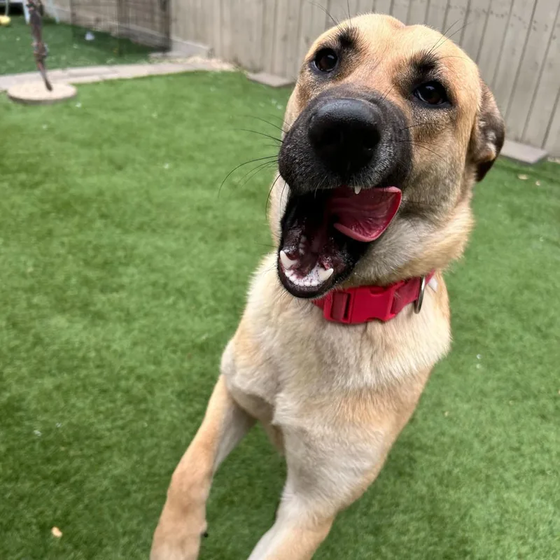 Charlotte De' Vebb thumbnail 4