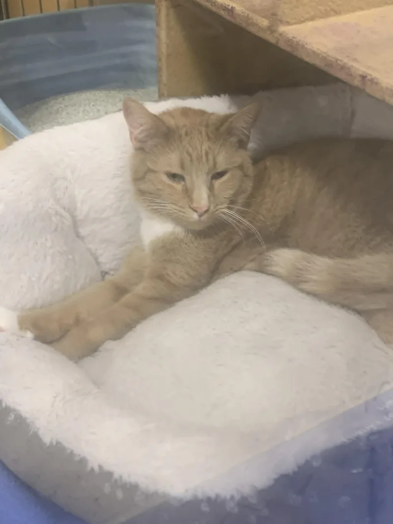 Condrius Orange thumbnail 2