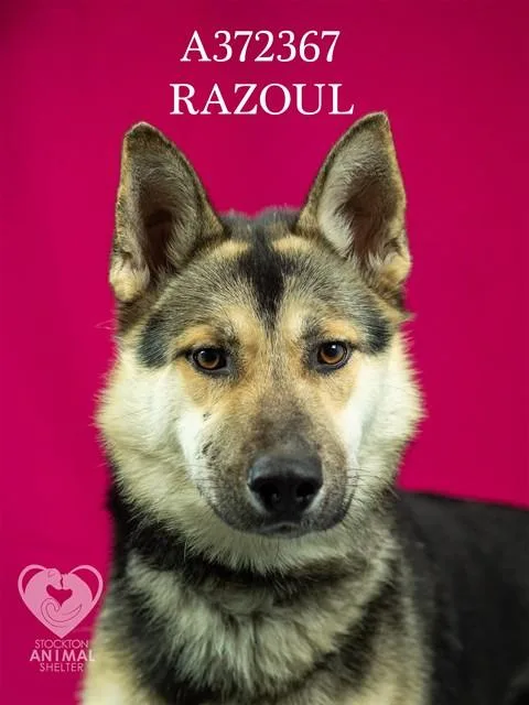 Razoul