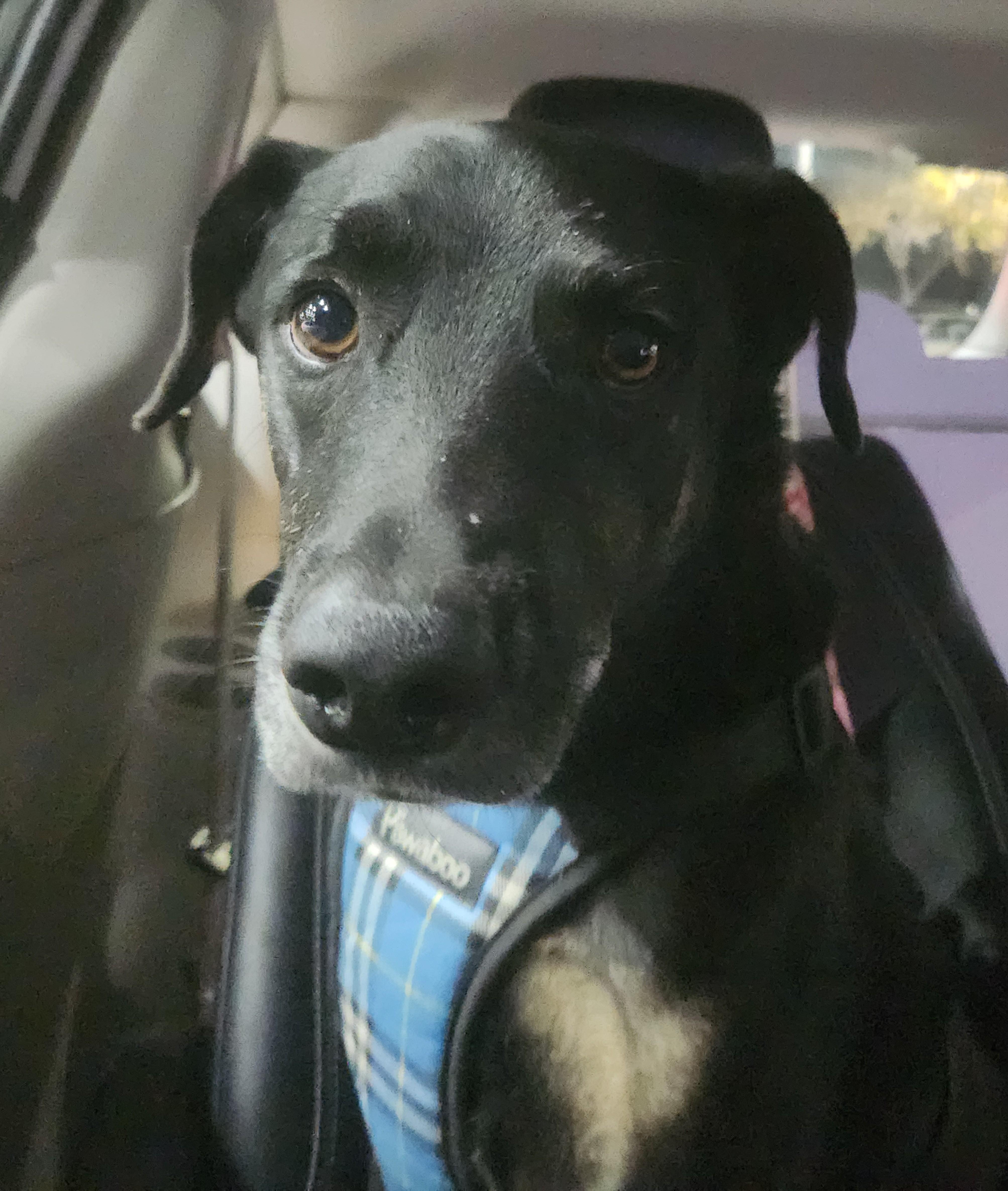 Guinness thumbnail 6