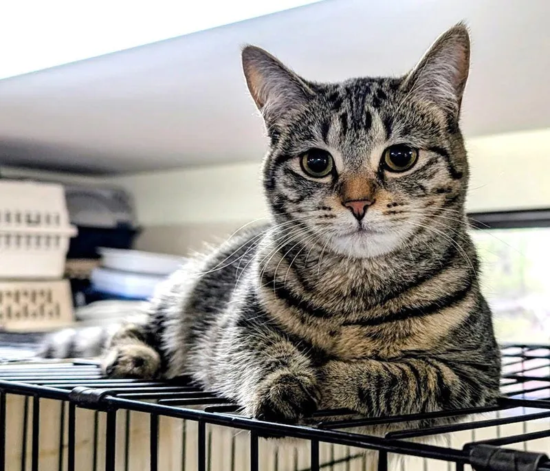 Soukoufeh thumbnail 2