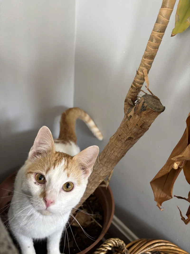 Captain Crunch thumbnail 3