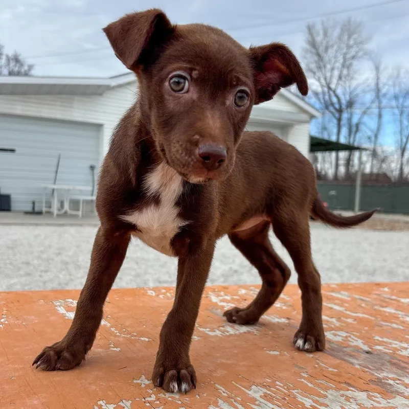 Blueberry thumbnail 2