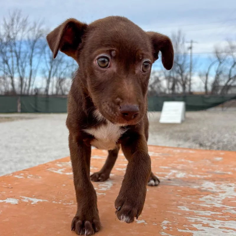 Blueberry thumbnail 3