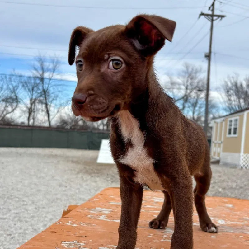 Blueberry thumbnail 4