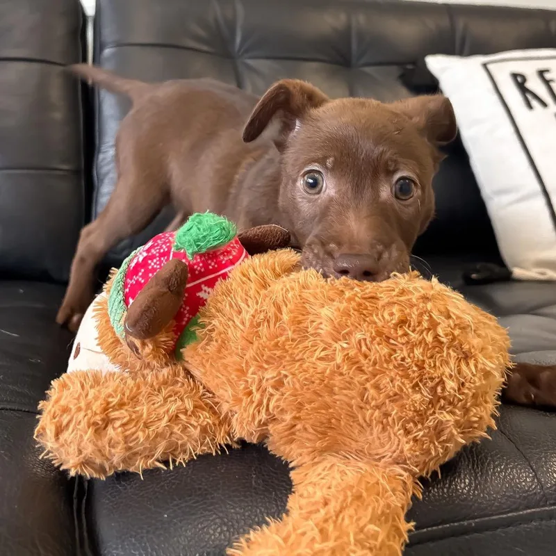 Boysenberry thumbnail 2