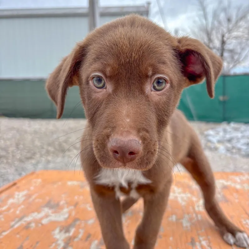 Boysenberry thumbnail 3