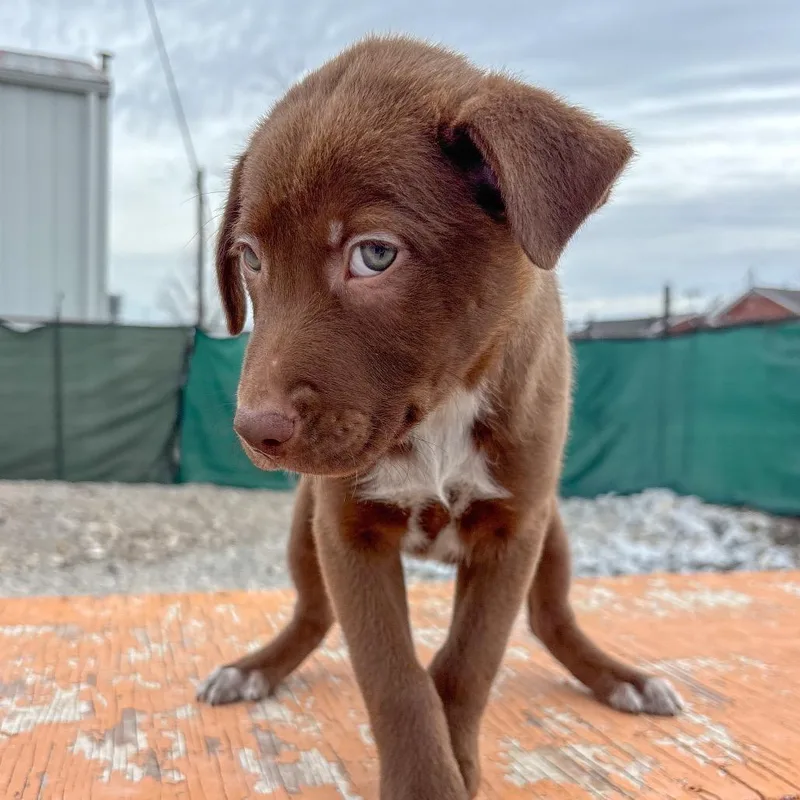 Boysenberry thumbnail 4