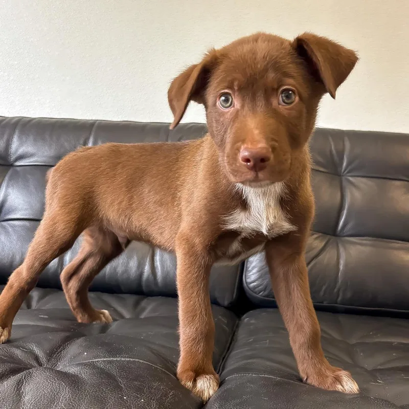 Boysenberry thumbnail 5