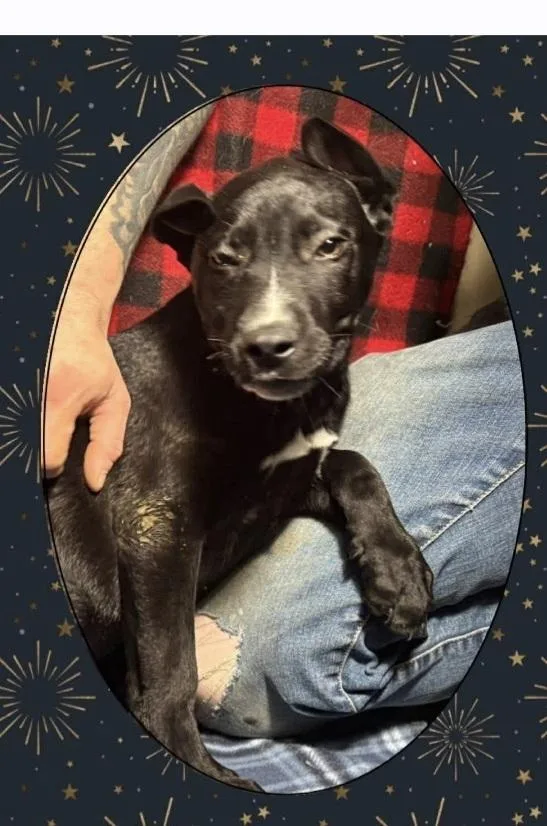 C Bros : Comet thumbnail 2