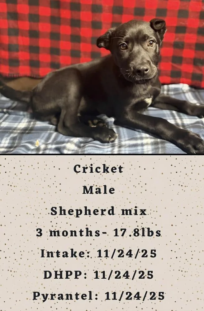 C Bros : Cricket