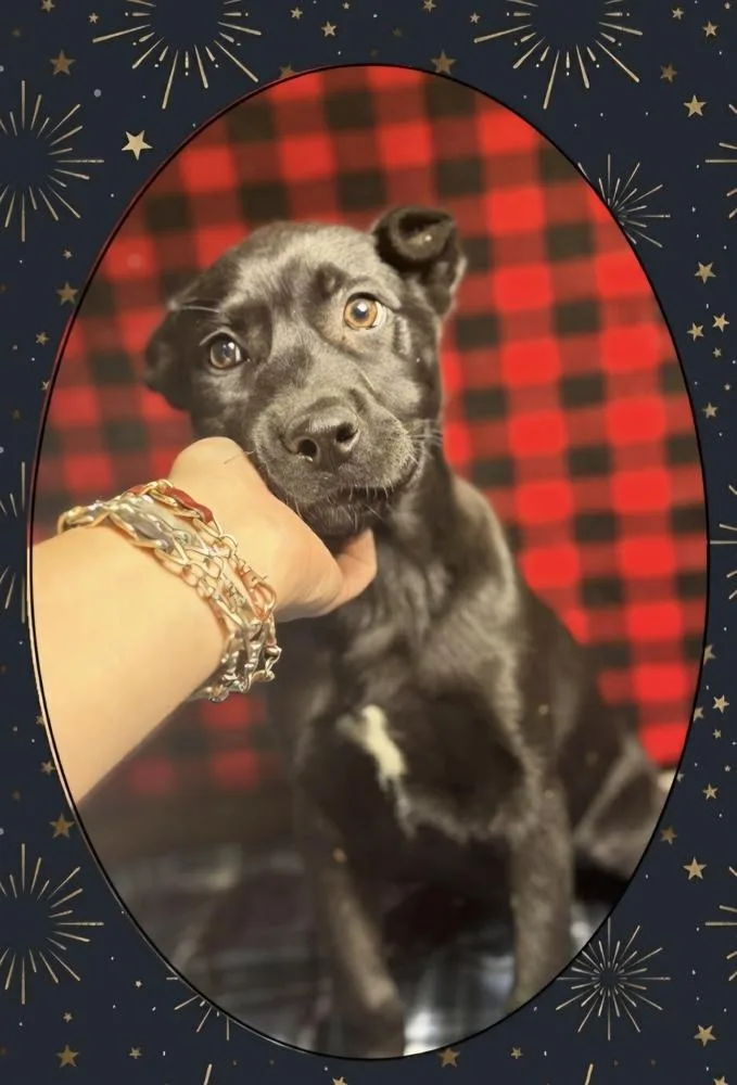 C Bros : Cricket thumbnail 2