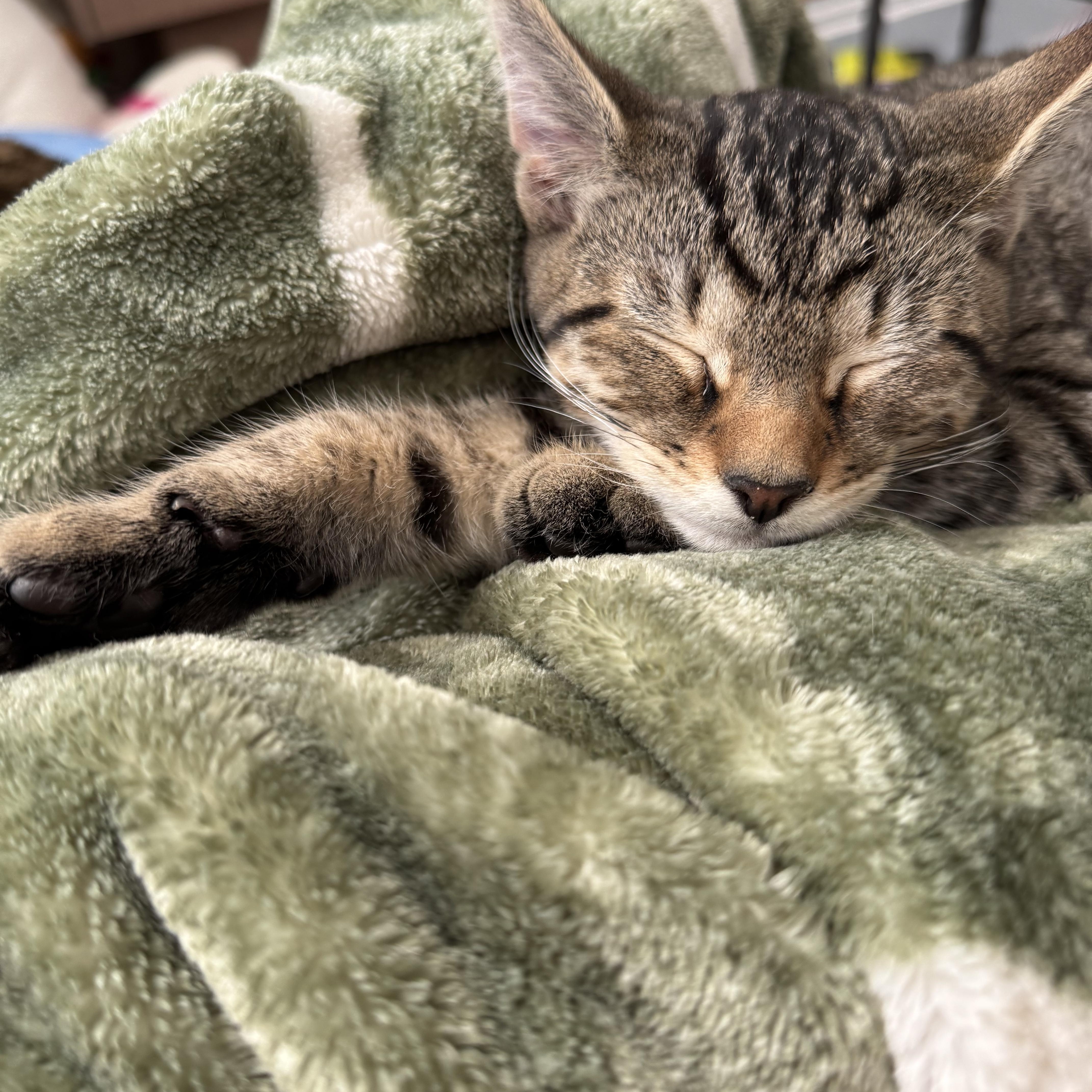 Patty & Tate thumbnail 3