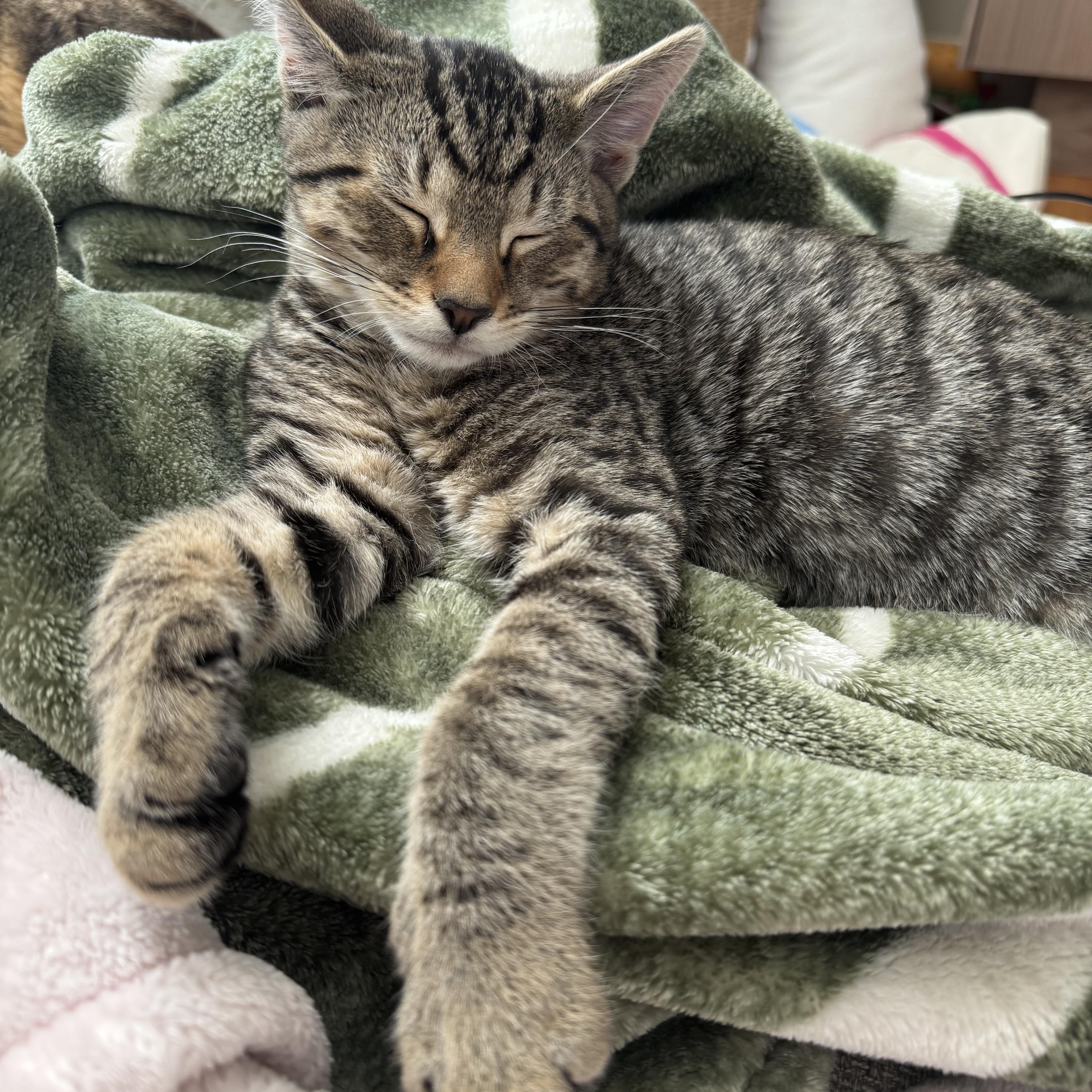 Patty & Tate thumbnail 6