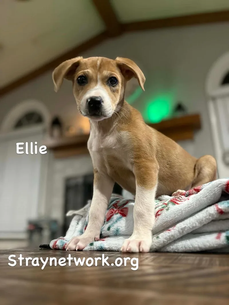 Ellie thumbnail 2