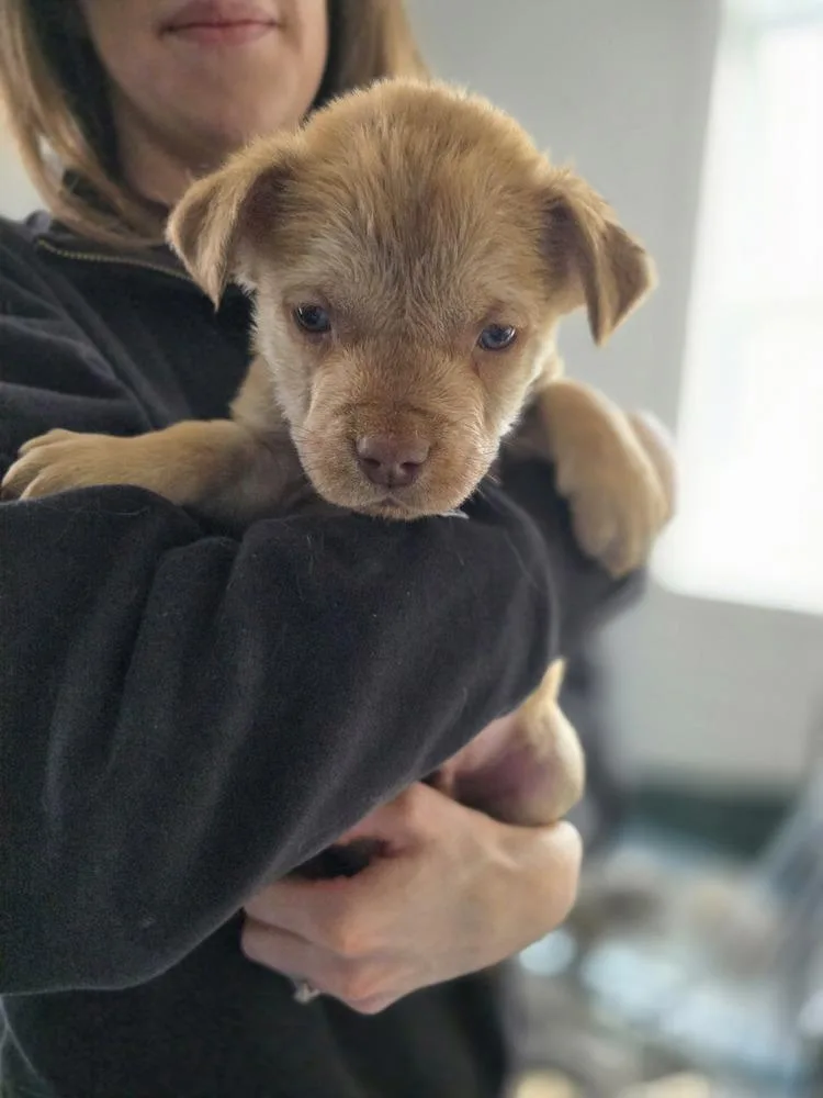 Ladybirds : Lil Guy thumbnail 3