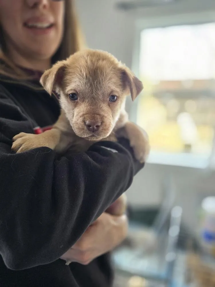 Ladybirds : Lil Guy thumbnail 4