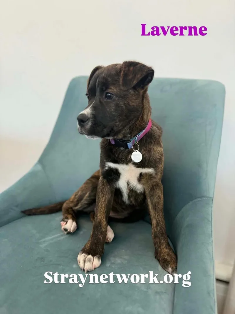 Laverne thumbnail 2