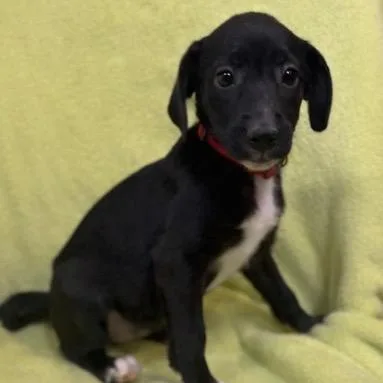 Moon Shine thumbnail 2