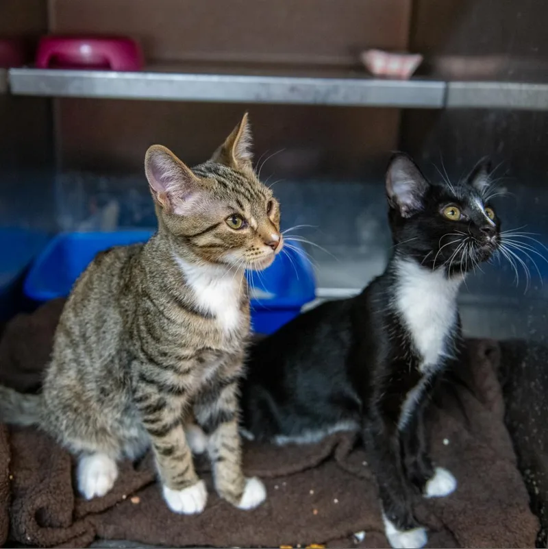 Madame Cholet thumbnail 2