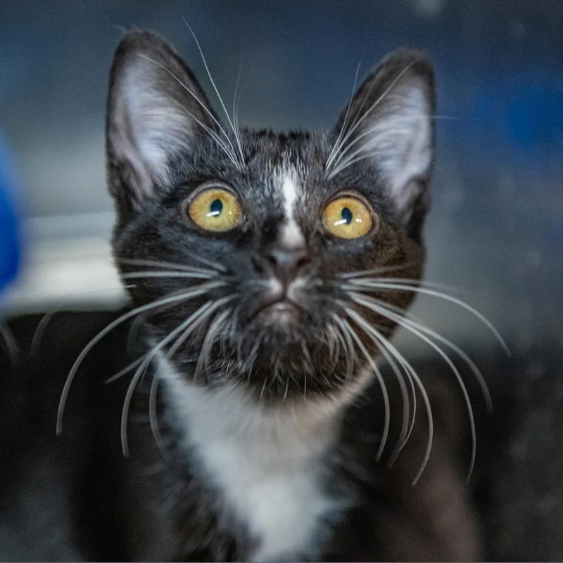 Madame Cholet thumbnail 3