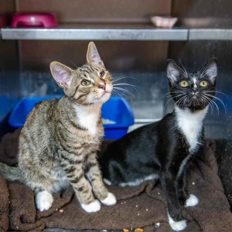 Madame Cholet thumbnail 4