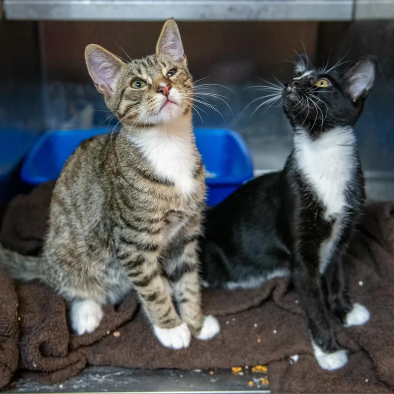 Madame Cholet thumbnail 5