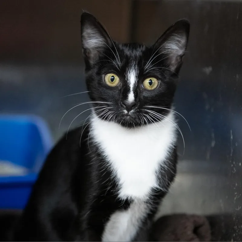 Madame Cholet thumbnail 6