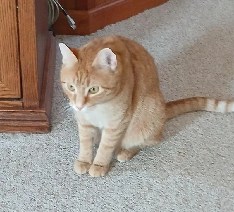 Starlight thumbnail 2