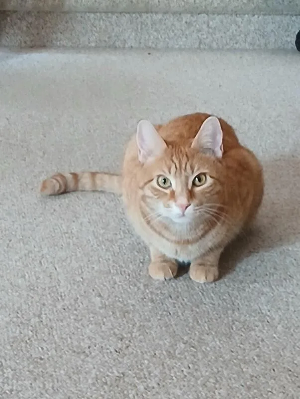 Starlight thumbnail 3