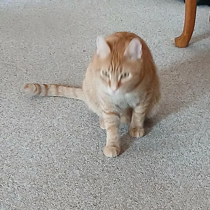 Starlight thumbnail 4