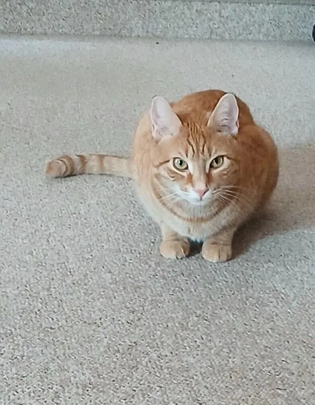 Starlight thumbnail 5