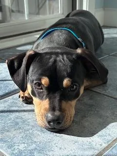 Little Man thumbnail 3