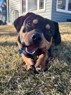 Little Man thumbnail 4