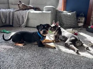 Little Man thumbnail 6