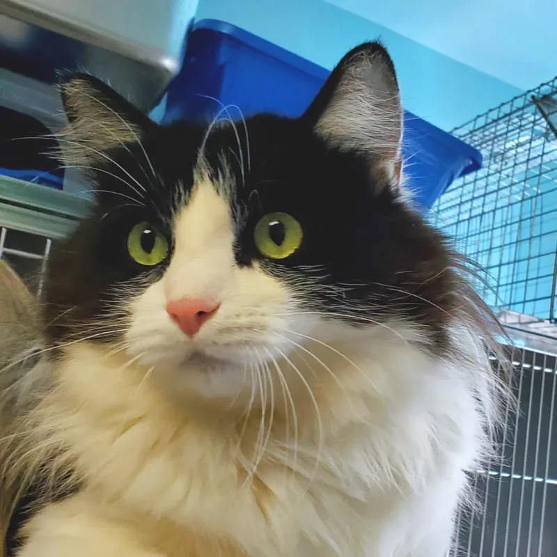 Mcflurry thumbnail 3