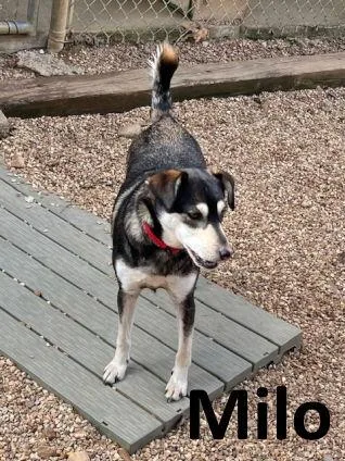 Milo thumbnail 3