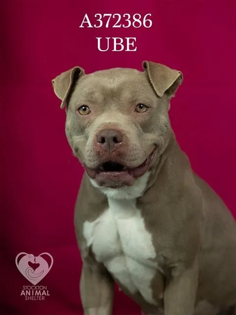 Ube