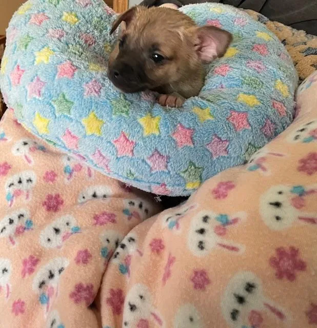 Valentino thumbnail 2