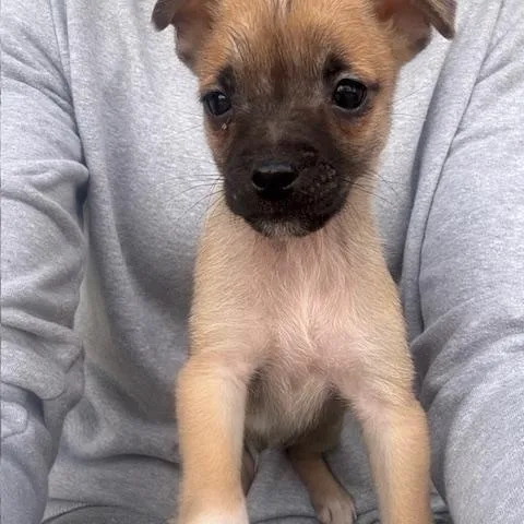 Valentino thumbnail 3