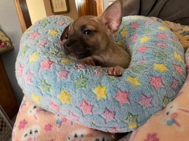 Valentino thumbnail 4