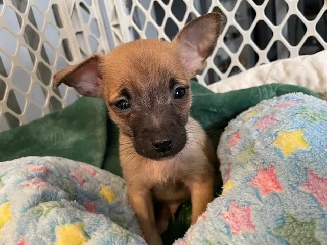 Valentino thumbnail 5